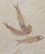 Fossil Fish (Knightia) Plate- Wyoming #111239-2